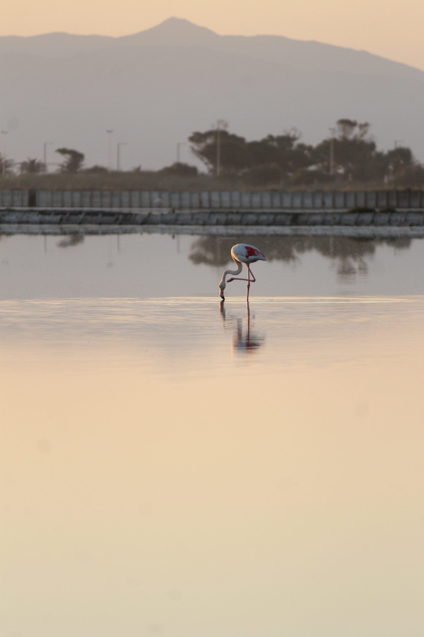 Pink flamingos in the salt pans of Cagliari