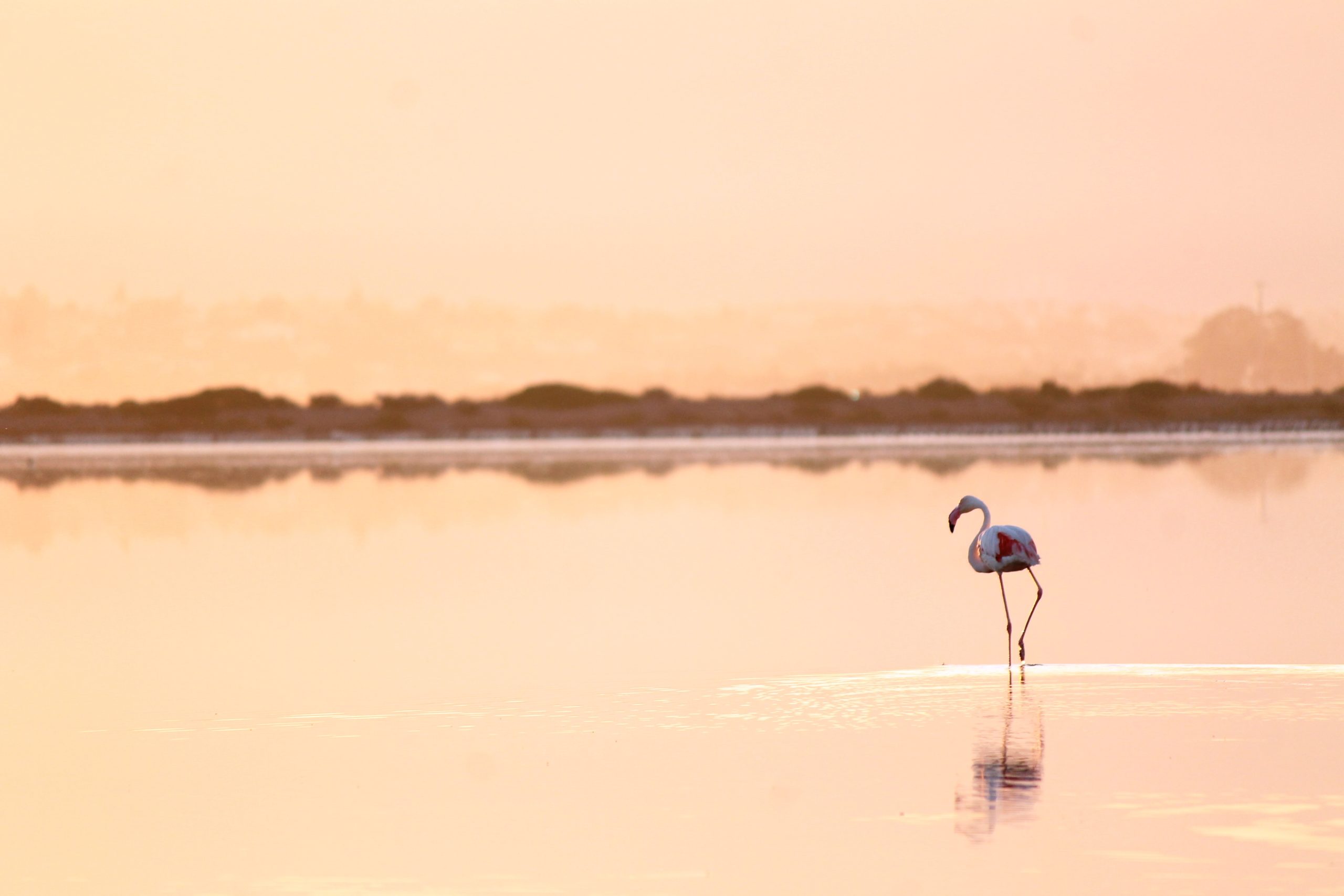 Fenicottero nelle saline del Poetto all'alba